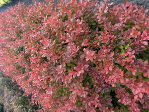 Bild von Berberis